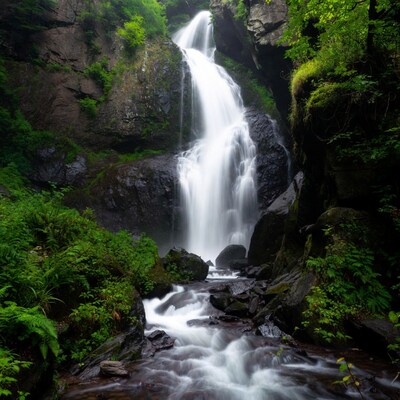 Majestic waterfall cascading in lush forest