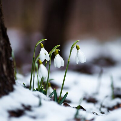 Snowdrops blooming in snowy forest