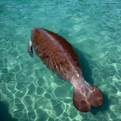 Manatee swimming in clear turquoise water