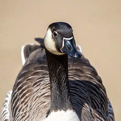 Canada Goose close-up portrait