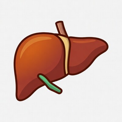 Cartoon Human Liver Illustration