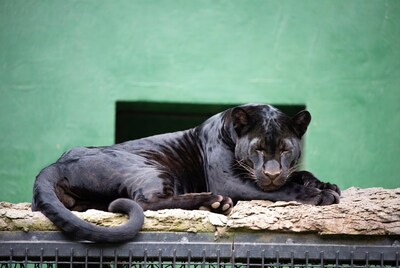 Black panther lounging on rock