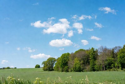 Green field with trees under blue sky