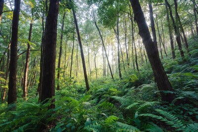 Sunlit Fern Forest with Tall Trees
