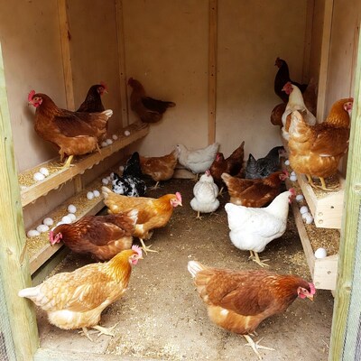 Chickens in wooden coop with eggs