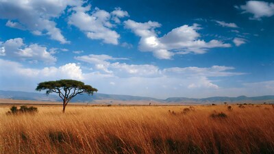 Acacia tree in African savanna