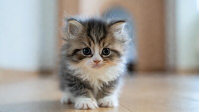 Cute tabby kitten on wooden floor
