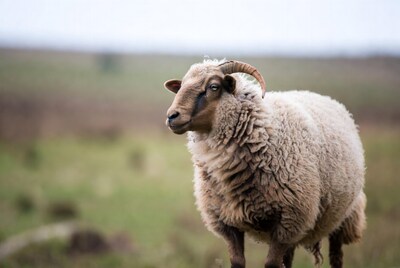 Sheep with horns in grassy field