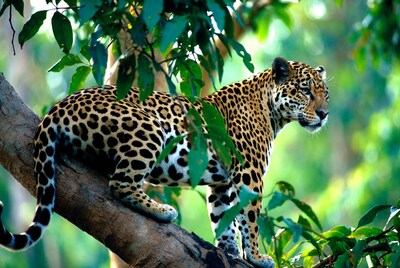 Jaguar perched on tree branch