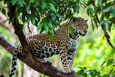 Jaguar perched on tree branch