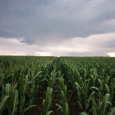 Corn Field Under Stormy Sky