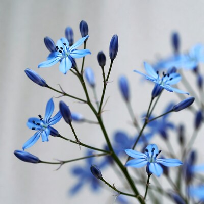 Blue Star of Bethlehem Flowers