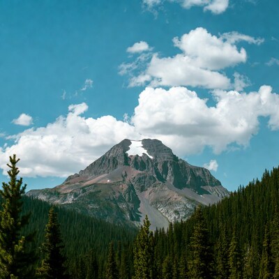 Snow-capped mountain peak with pine forest