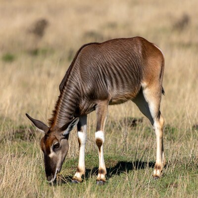 Nyala antelope grazing in dry grass