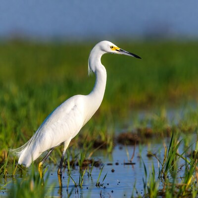 White egret standing in marsh