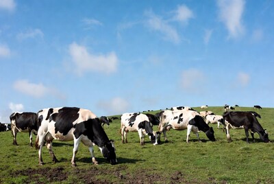Herd of Holstein cows grazing on green hill