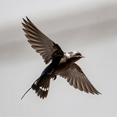 Swallow bird flying in air