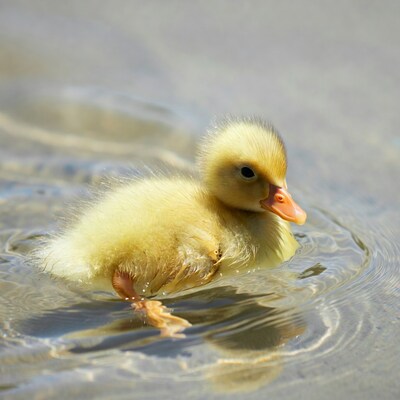Cute yellow duckling in water