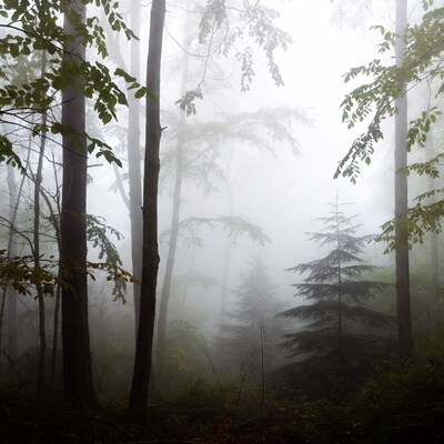 Foggy Forest with Tall Trees