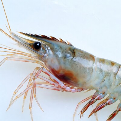Fresh shrimp on white background