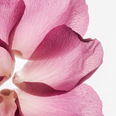 Pink Hibiscus Petals Closeup