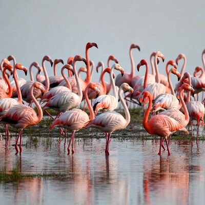 Flock of pink flamingos in shallow water