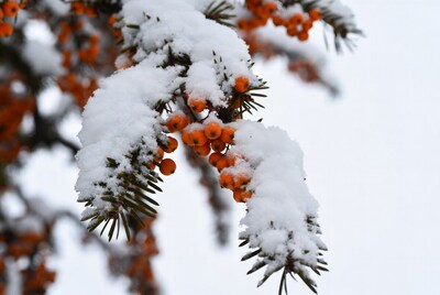 Snow-covered sea buckthorn berries