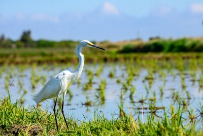 White Egret in Rice Paddy Field