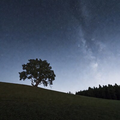 Lone oak tree under Milky Way