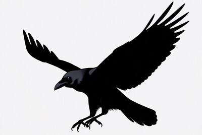 Black crow flying silhouette
