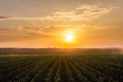 Corn Field Sunset with Rows