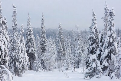 Snowy Pine Forest Landscape