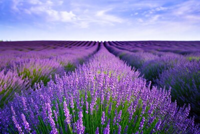 Lavender Field Rows Under Blue Sky