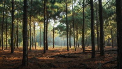 Sunlit Pine Forest with Golden Rays