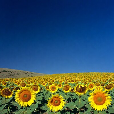 Sunflower Field Under Blue Sky