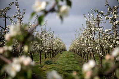 Blossoming apple orchard path