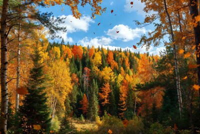 Autumn Forest with Falling Leaves