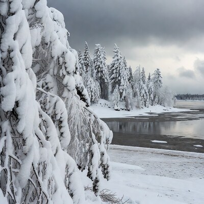 Snowy pine trees by frozen lake