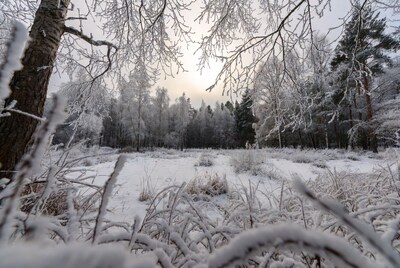 Snowy Forest with Frosted Trees