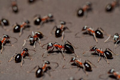 Cluster of black ants on ground