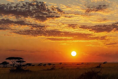 African Savanna Sunset with Acacia Trees