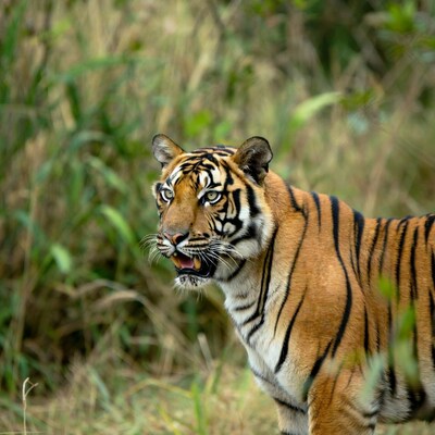 Tiger roaring in green grass