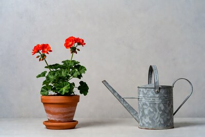 Red Geranium Plant with Watering Can