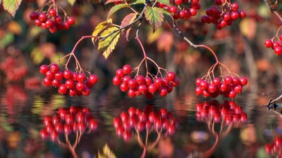 Red Mountain Ash Berries Reflected in Water