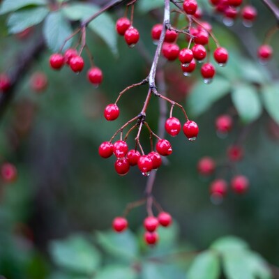 Red Berries with Dew on Branch