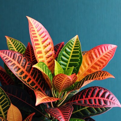 Colorful Croton Plant Leaves