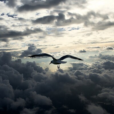 Seagull flying through dramatic clouds