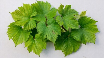 Fresh green grape leaves on white
