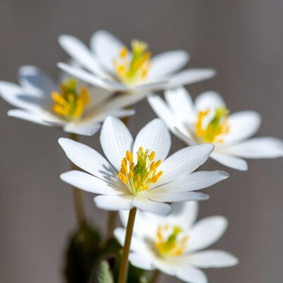 White Anemone Flowers with Yellow Centers
