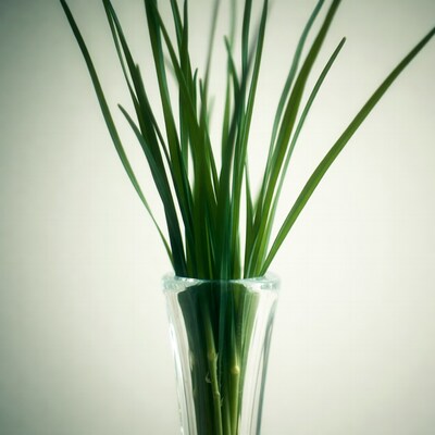 Green grass in glass vase